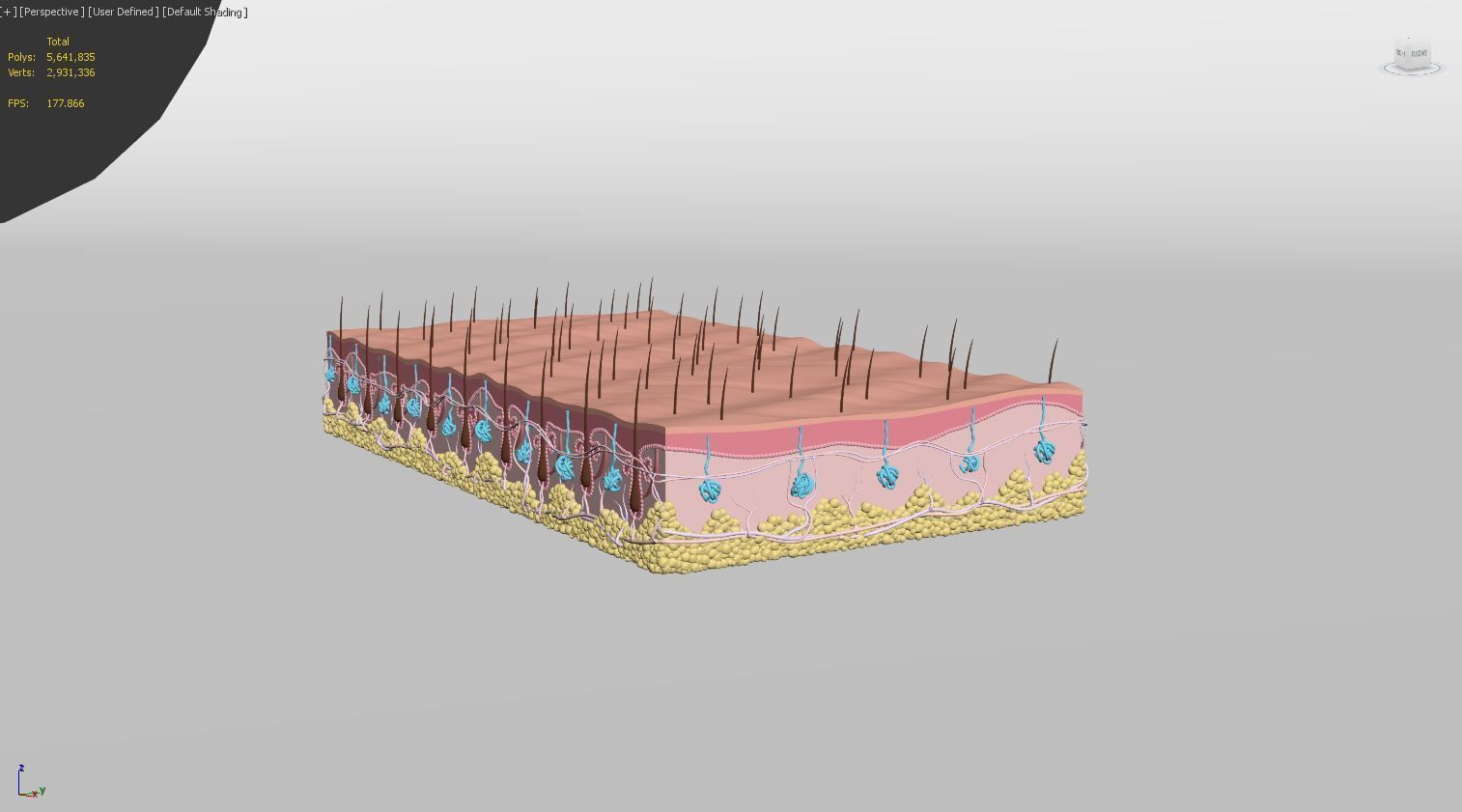 Skin Hairs Cross Section 3D model 3D model_15