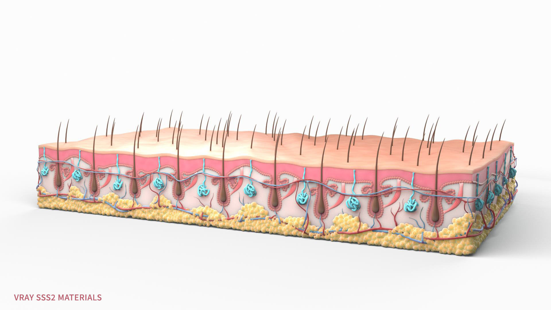 Skin Hairs Cross Section 3D model 3D model_1