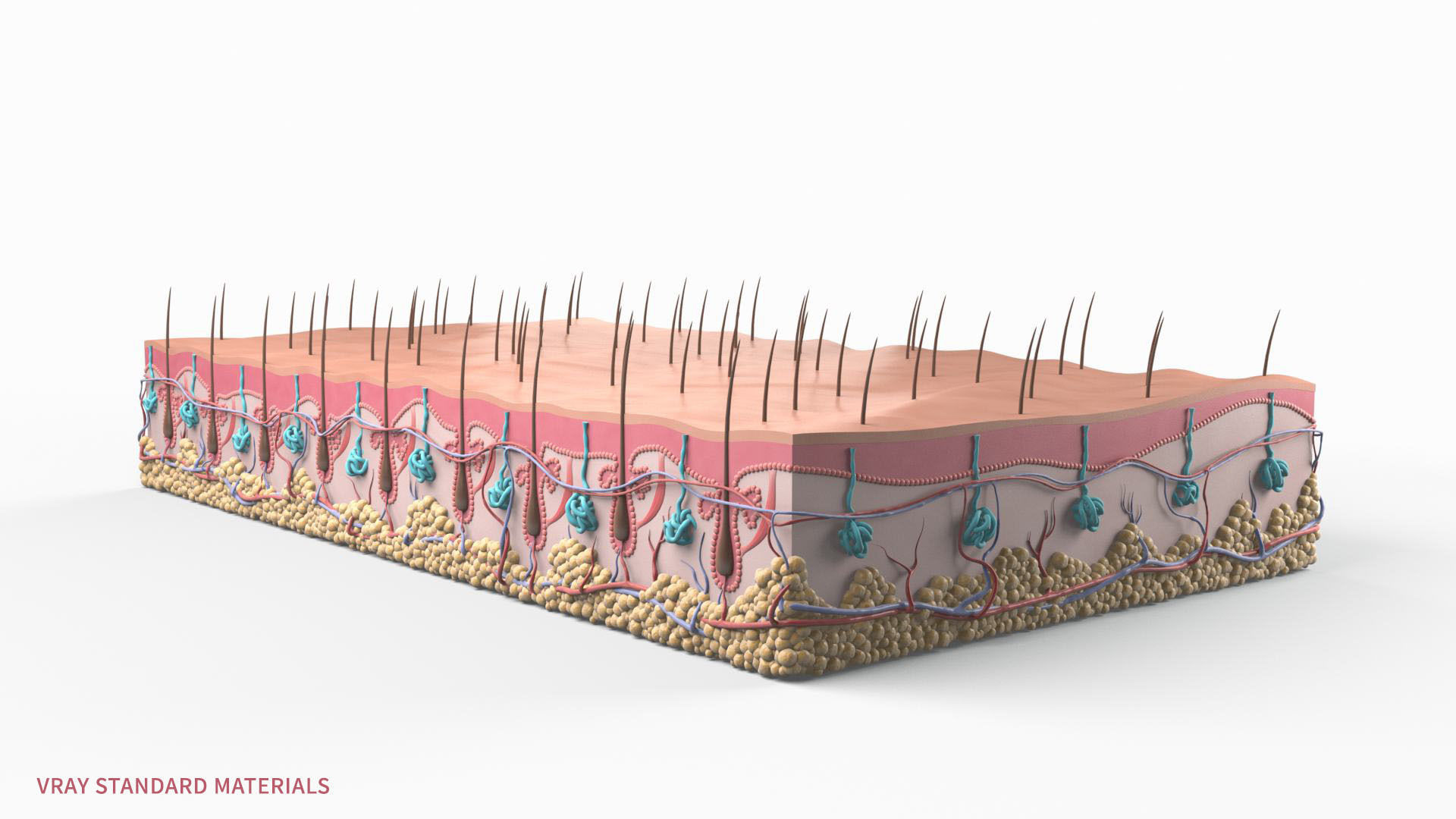 Skin Hairs Cross Section 3D model 3D model_13