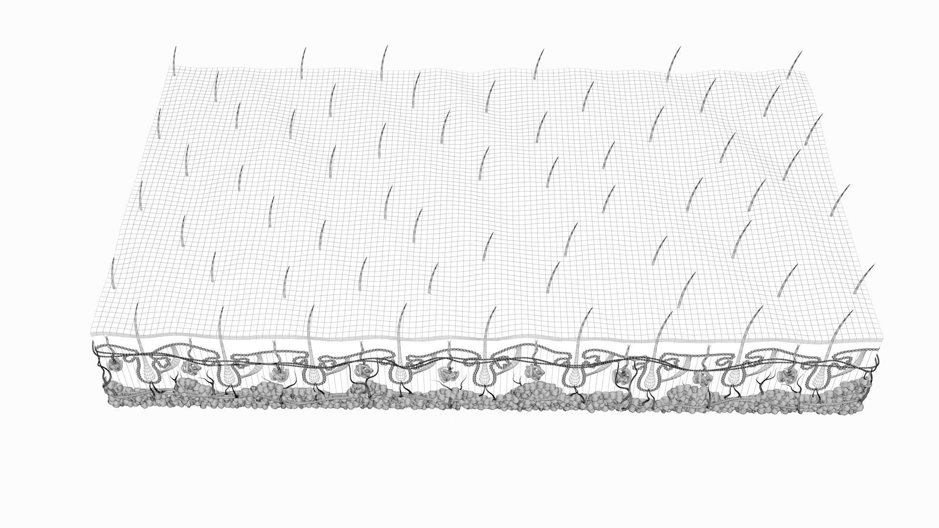 Skin Hairs Cross Section 3D model 3D model_21