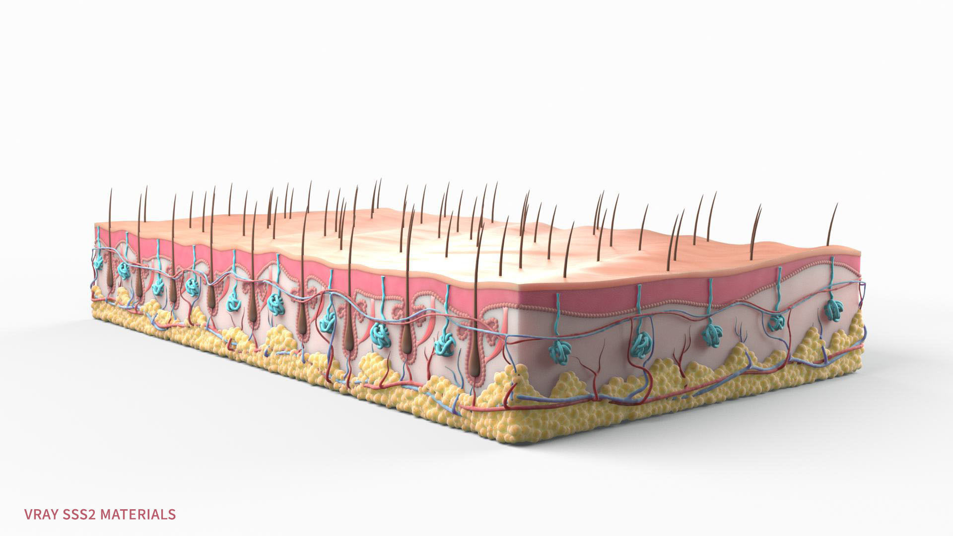 Skin Hairs Cross Section 3D model 3D model_2
