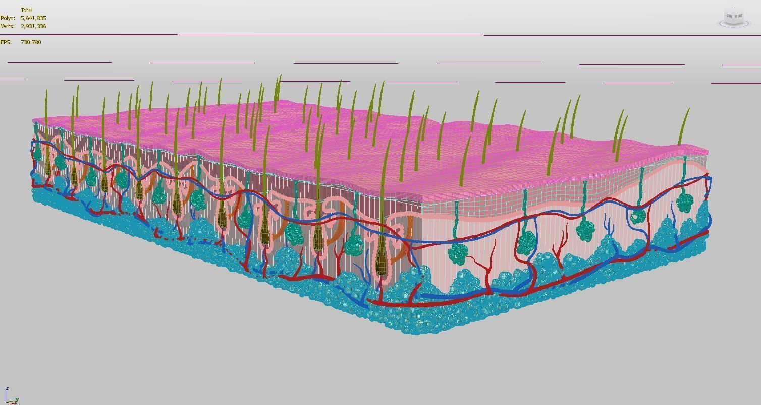 Skin Hairs Cross Section 3D model 3D model_16