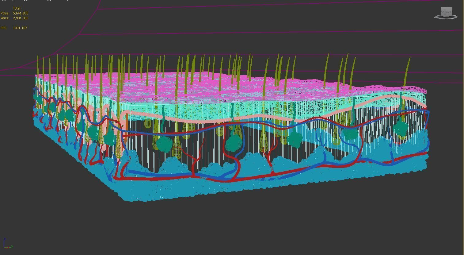 Skin Hairs Cross Section 3D model 3D model_17
