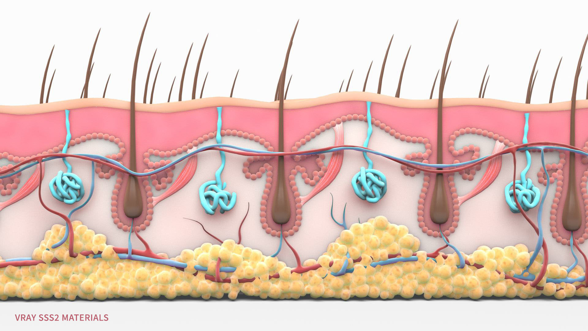 Skin Hairs Cross Section 3D model 3D model_7
