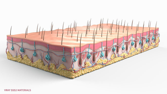Skin Hairs Cross Section 3D model 3D model