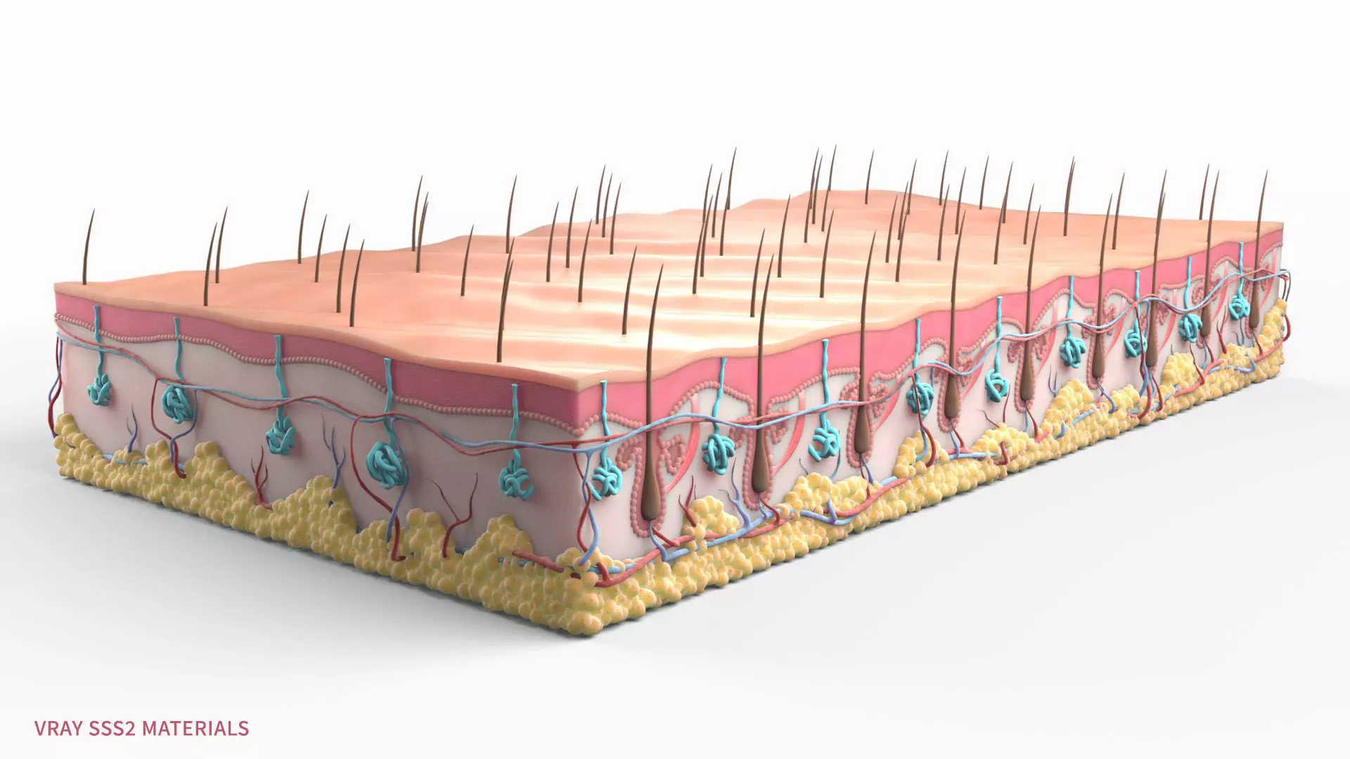 Skin Hairs Cross Section 3D model 3D model_0