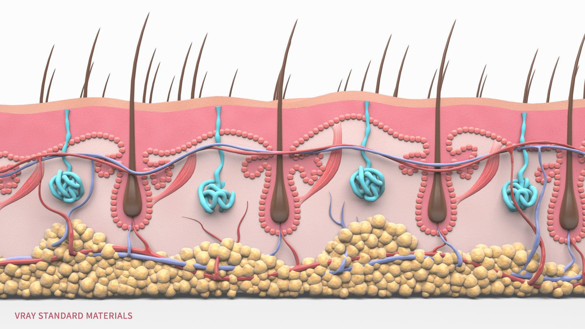Skin Hairs Cross Section 3D model 3D model_11