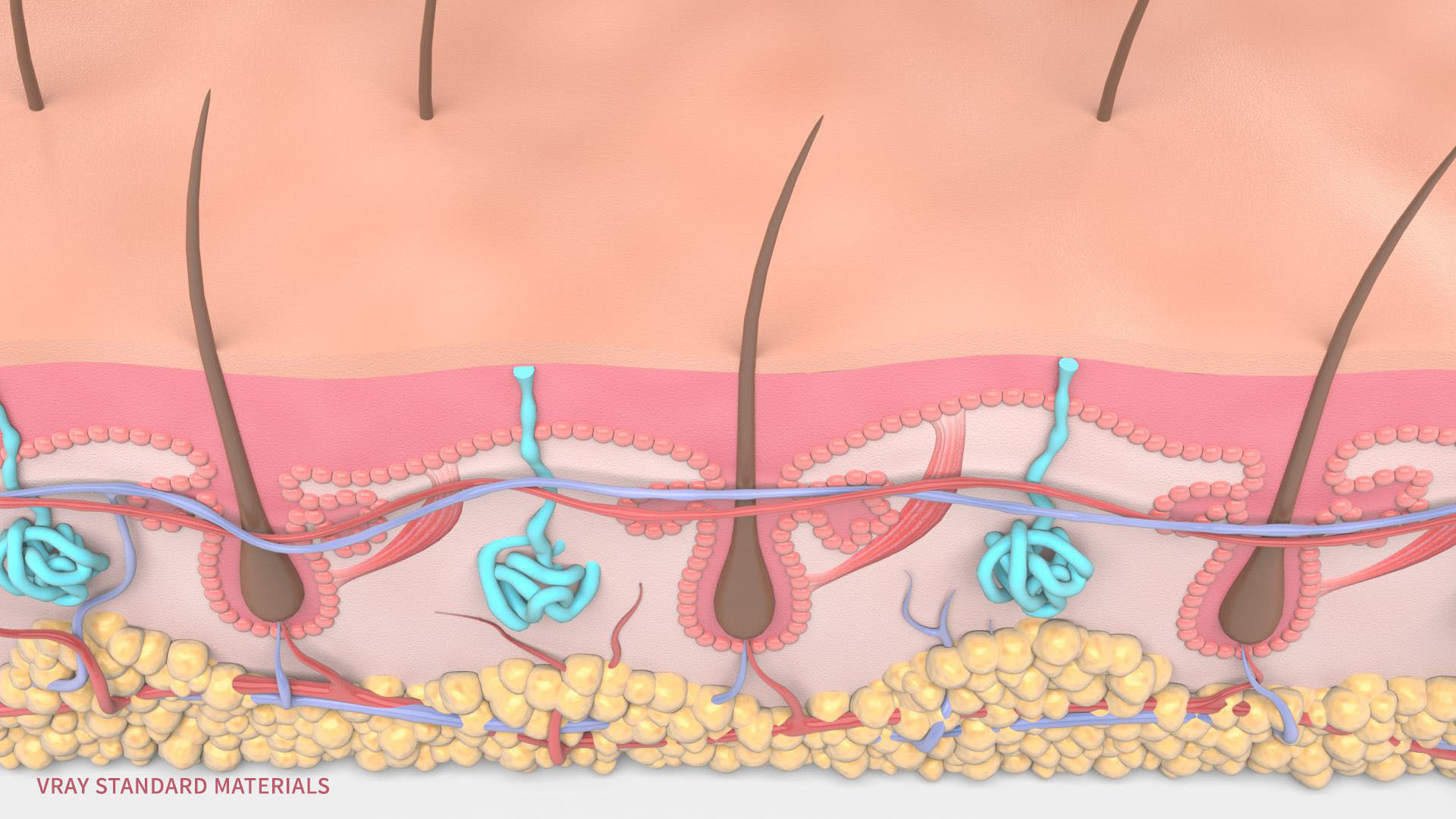 Skin Hairs Cross Section 3D model 3D model_9