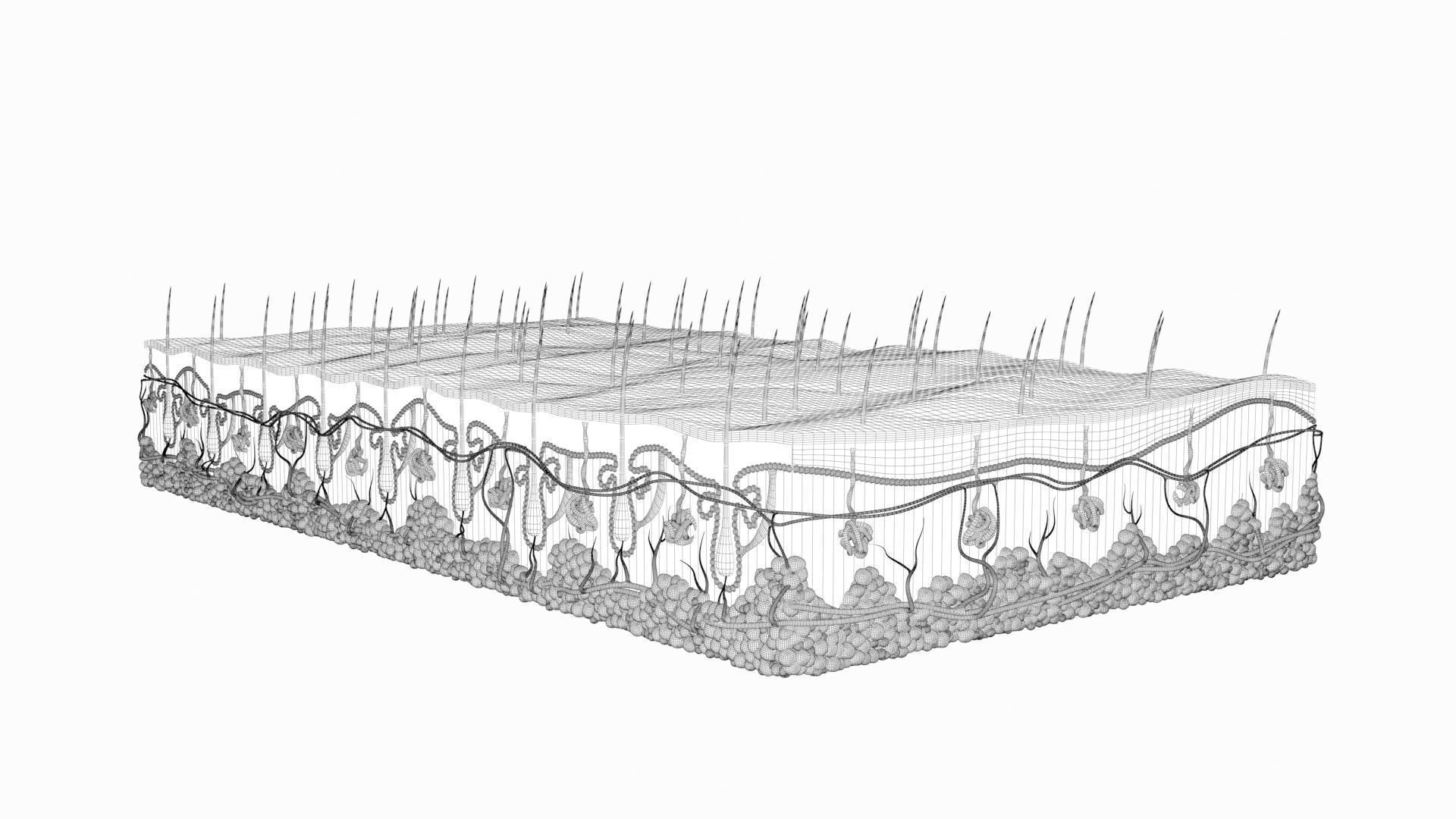 Skin Hairs Cross Section 3D model 3D model_19
