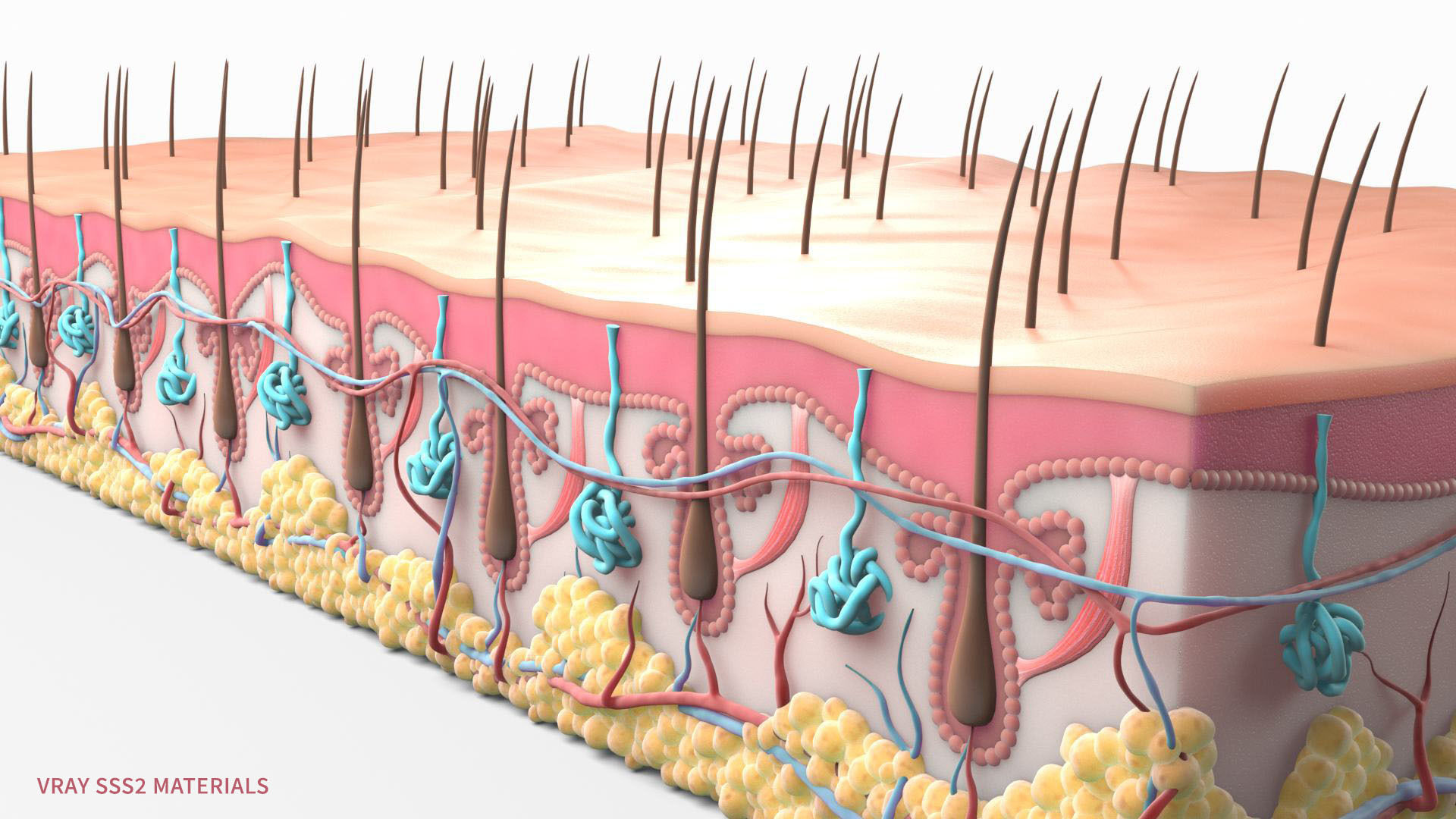Skin Hairs Cross Section 3D model 3D model_3