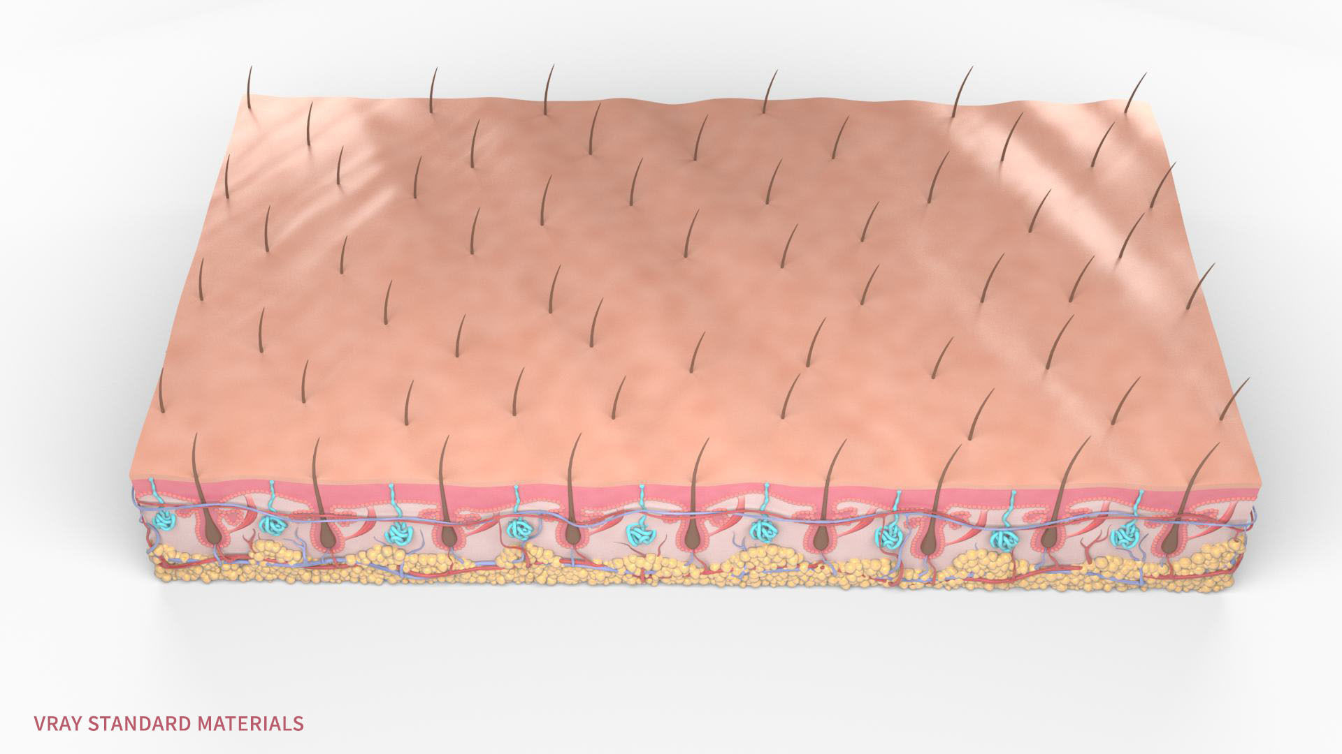 Skin Hairs Cross Section 3D model 3D model_8