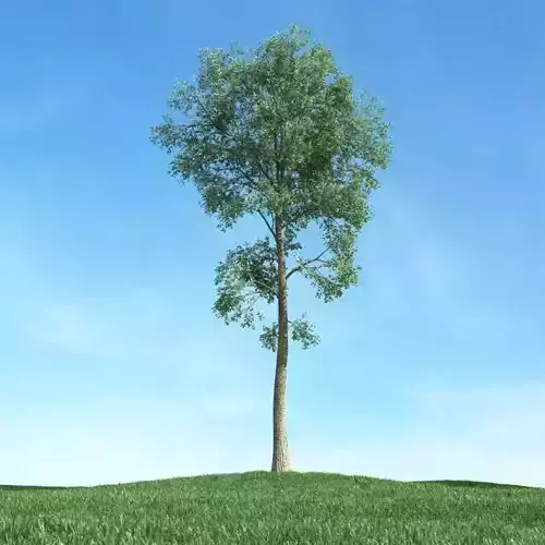 High Green Non Bushy Tree 3D model