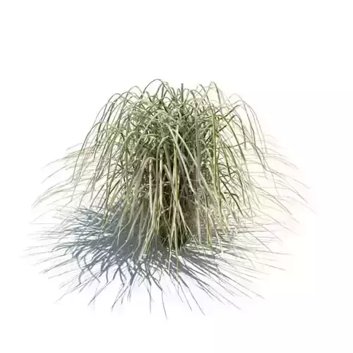 Spartina Plant 111 Am126