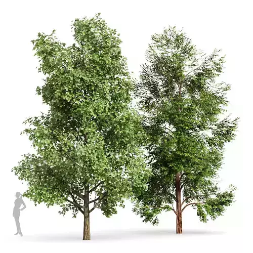 Black Locust Blossom Tree and Tulip poplar 2 trees 3D model