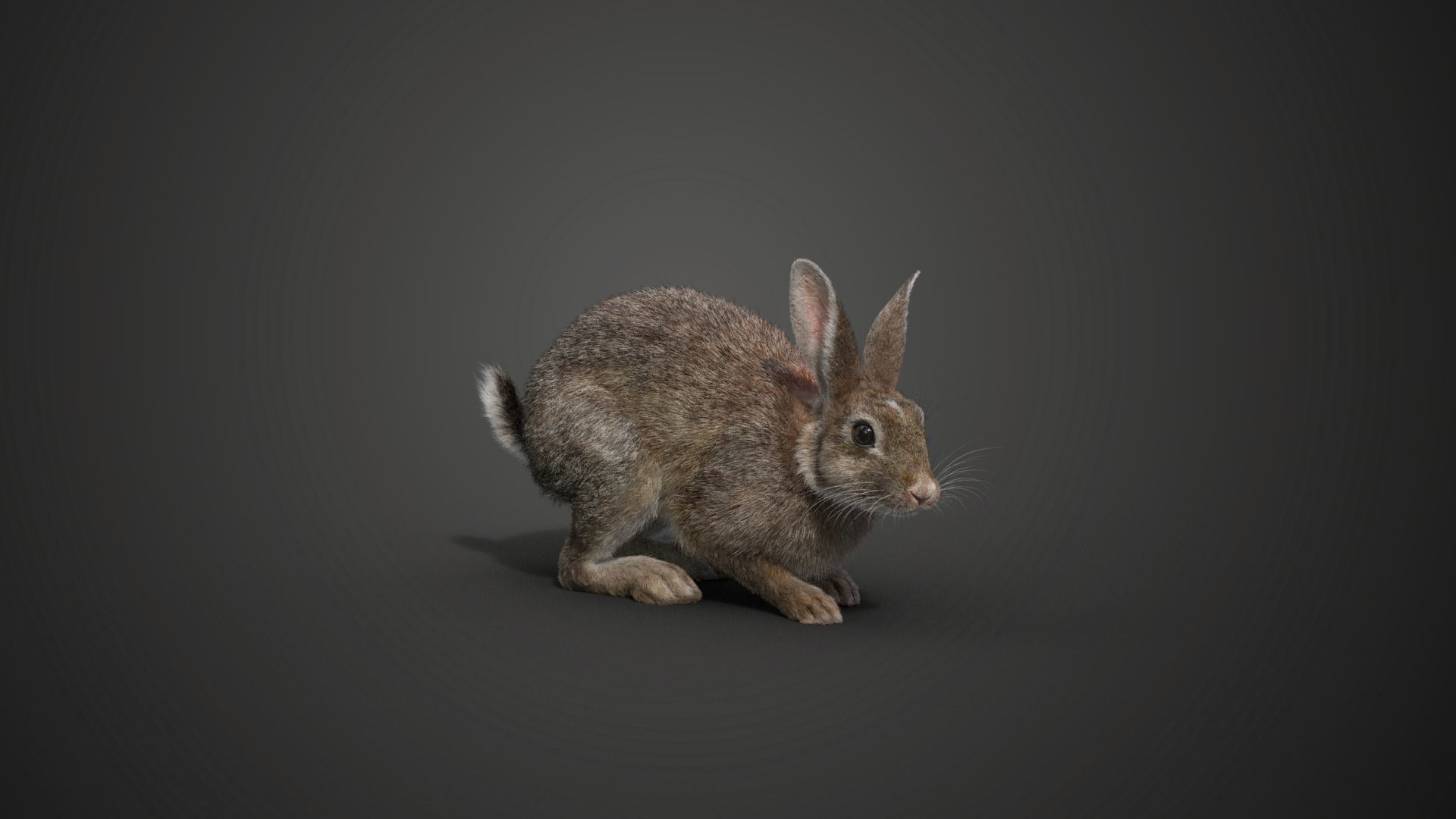 Japanese hare Animated VFX Grace 3D model_12