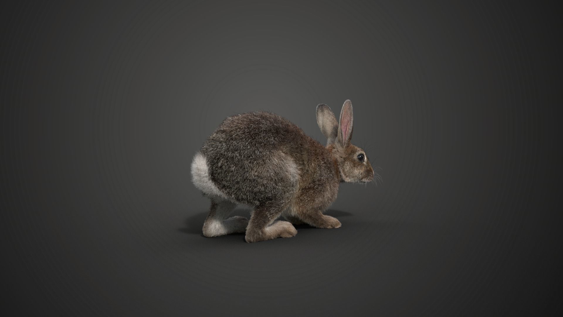 Japanese hare Animated VFX Grace 3D model_14