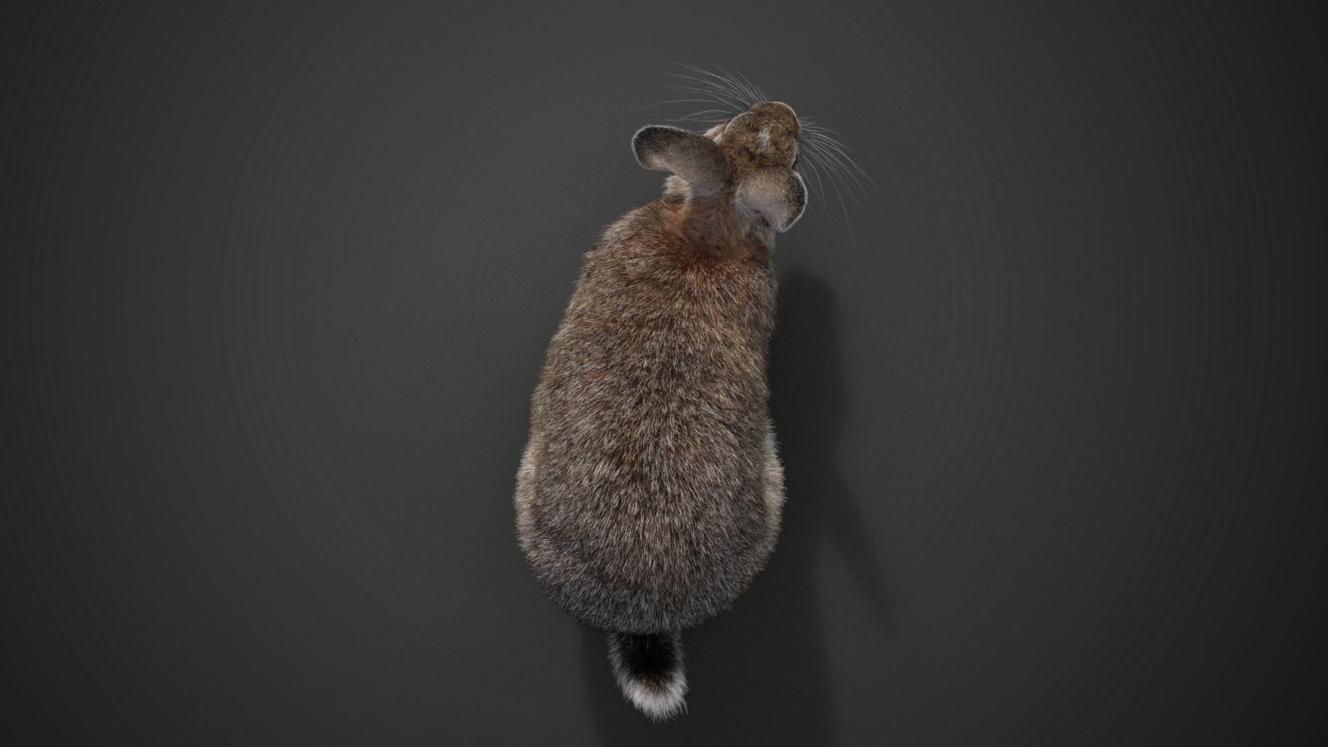 Japanese hare Animated VFX Grace 3D model_16