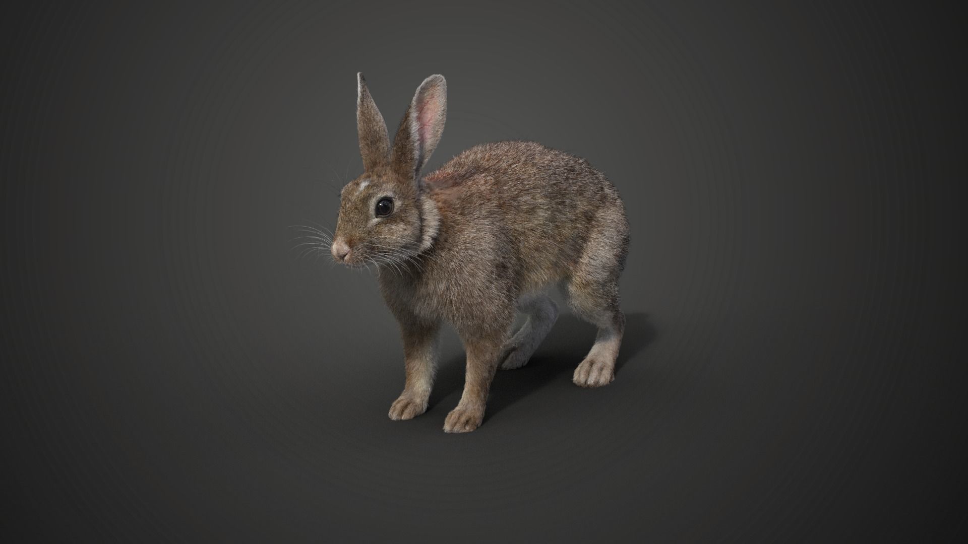 Japanese hare Animated VFX Grace 3D model_15