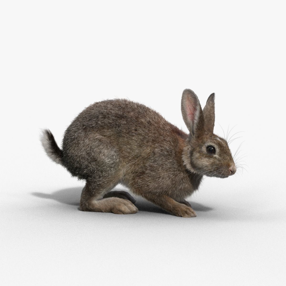 Japanese hare Animated VFX Grace 3D model_10