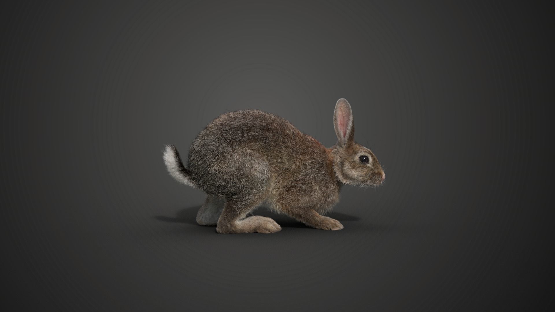 Japanese hare Animated VFX Grace 3D model_13