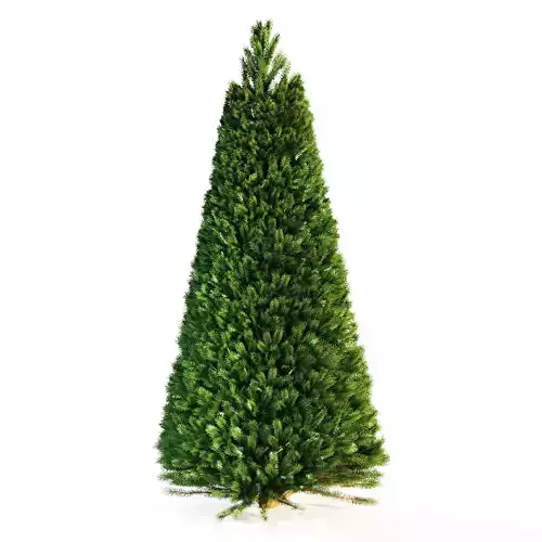 Fir tree 001