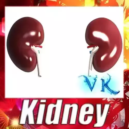 Human Kidneys