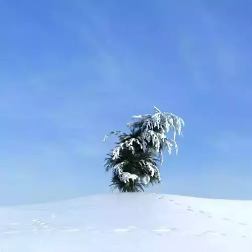 Tropical Winter Tree
