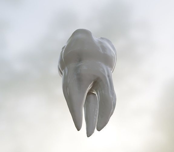 tooth low and highpoly 3D model