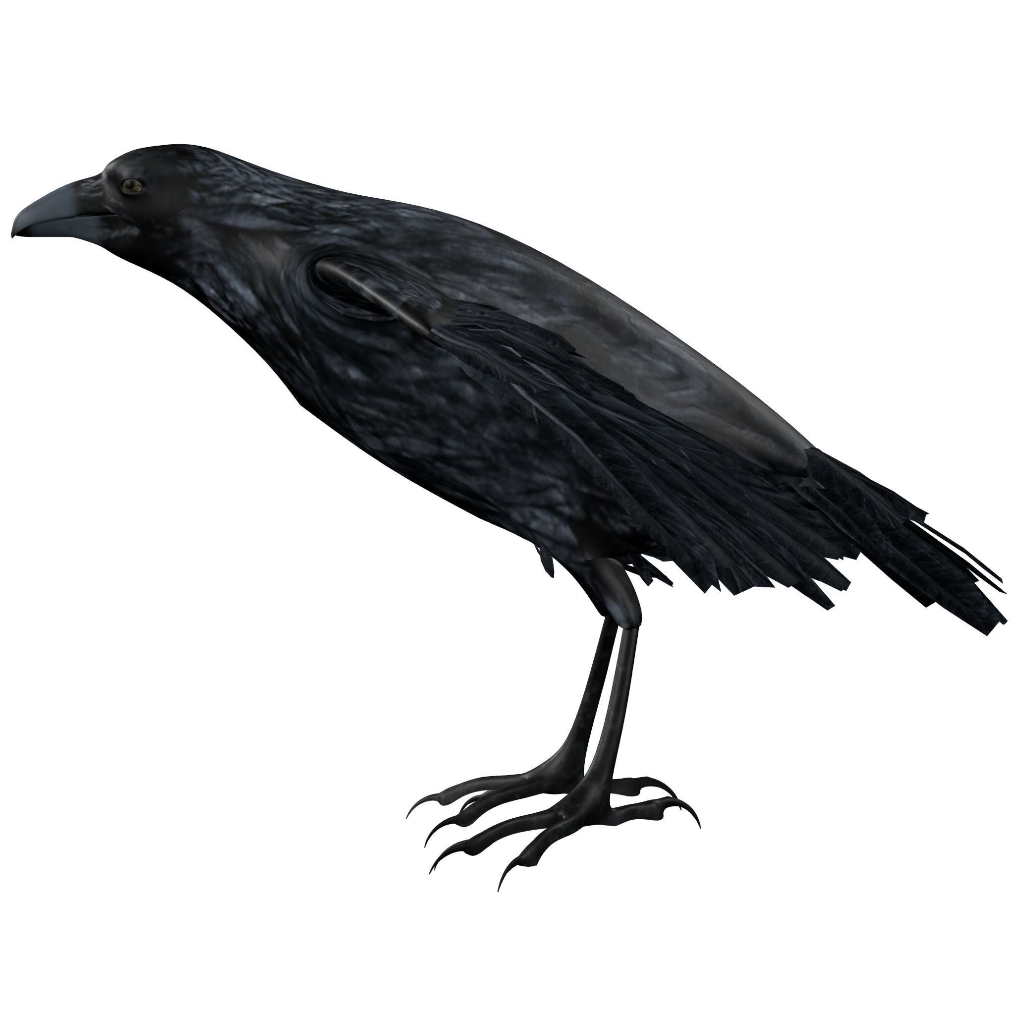 Raven Rigged  Low-poly 3D model_1