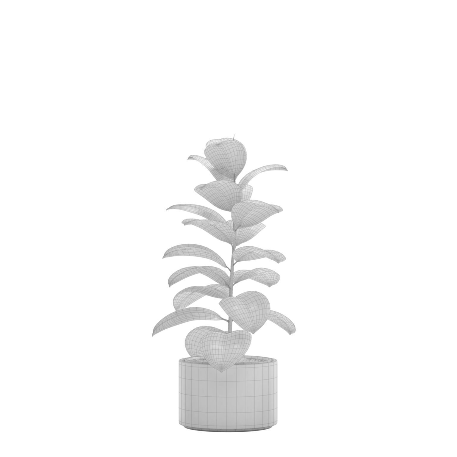 Ficus Elastica Burgundy - Rubber Tree 3D model_6