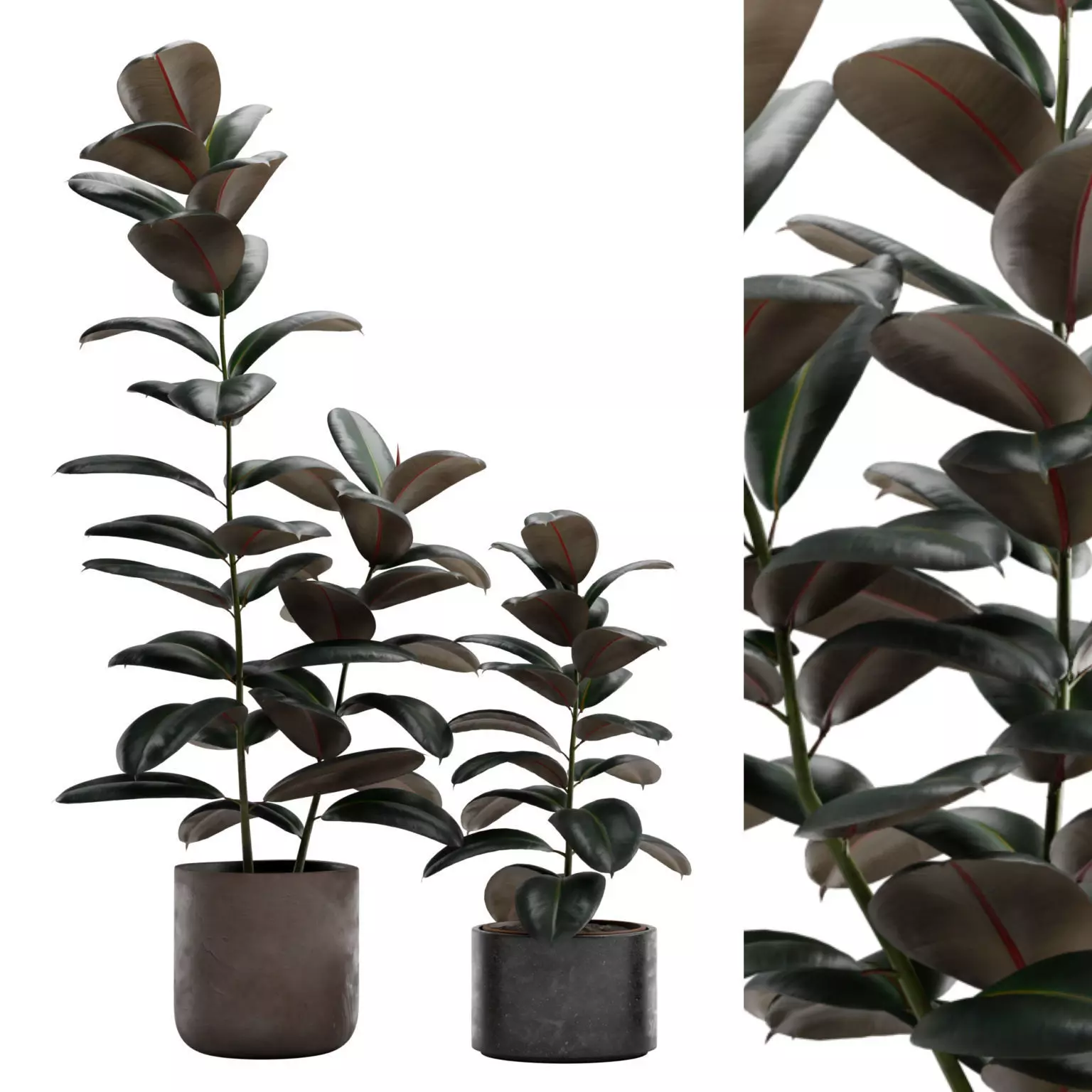 Ficus Elastica Burgundy - Rubber Tree 3D model_0