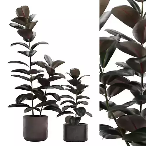 Ficus Elastica Burgundy - Rubber Tree 3D model