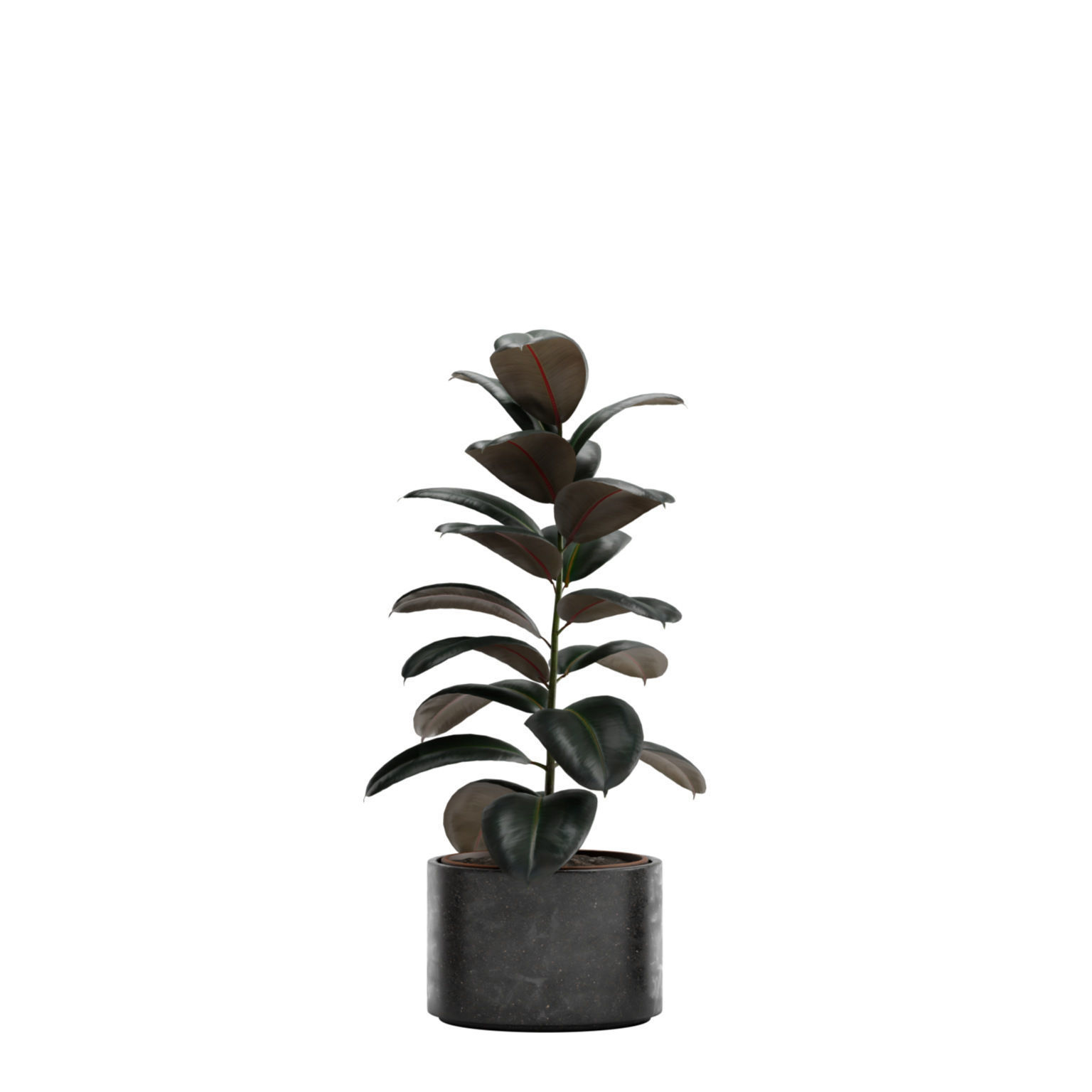 Ficus Elastica Burgundy - Rubber Tree 3D model_5
