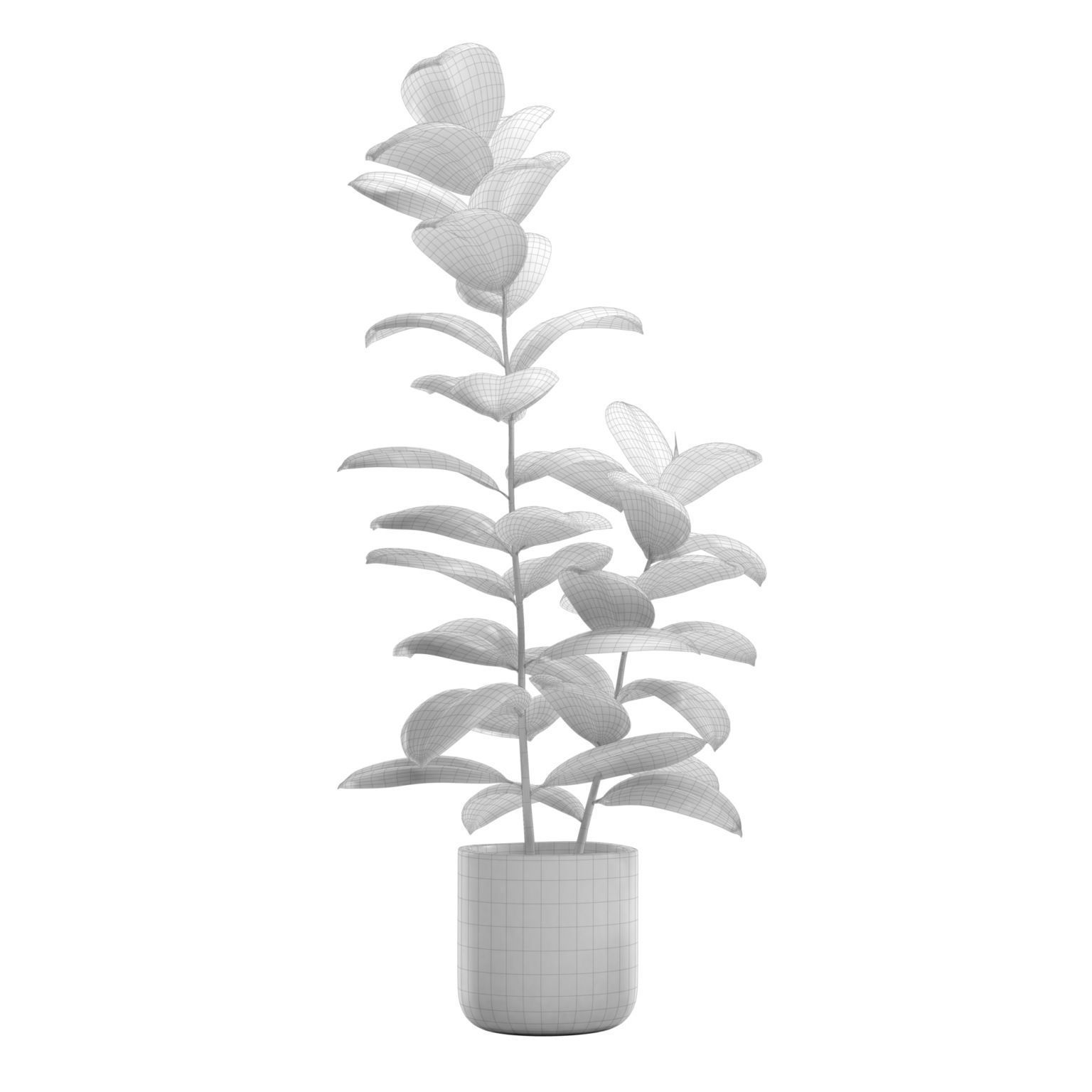 Ficus Elastica Burgundy - Rubber Tree 3D model_4