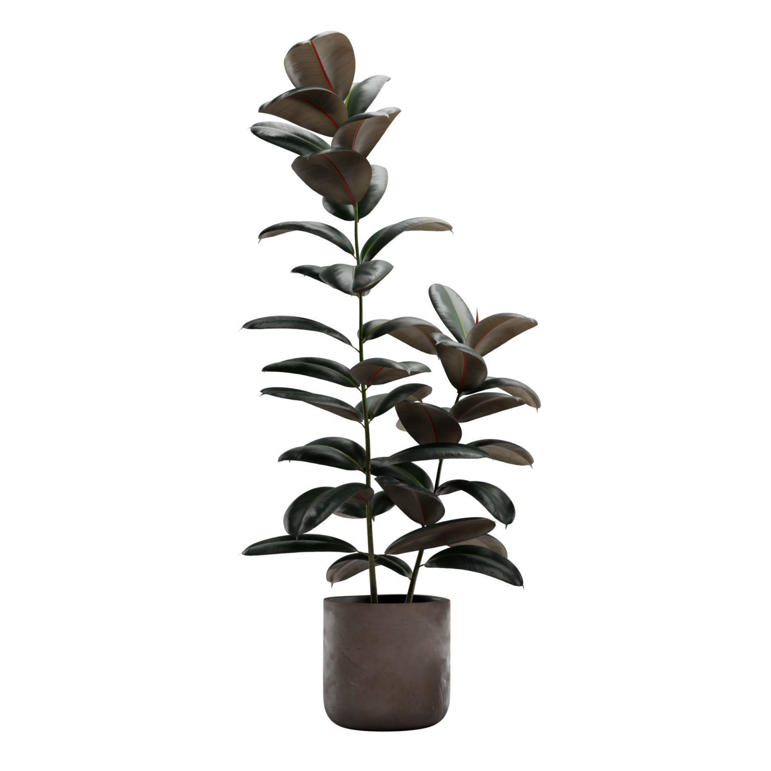 Ficus Elastica Burgundy - Rubber Tree 3D model_3