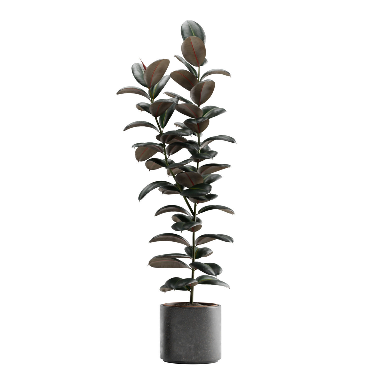 Ficus Elastica Burgundy - Rubber Tree 3D model_7