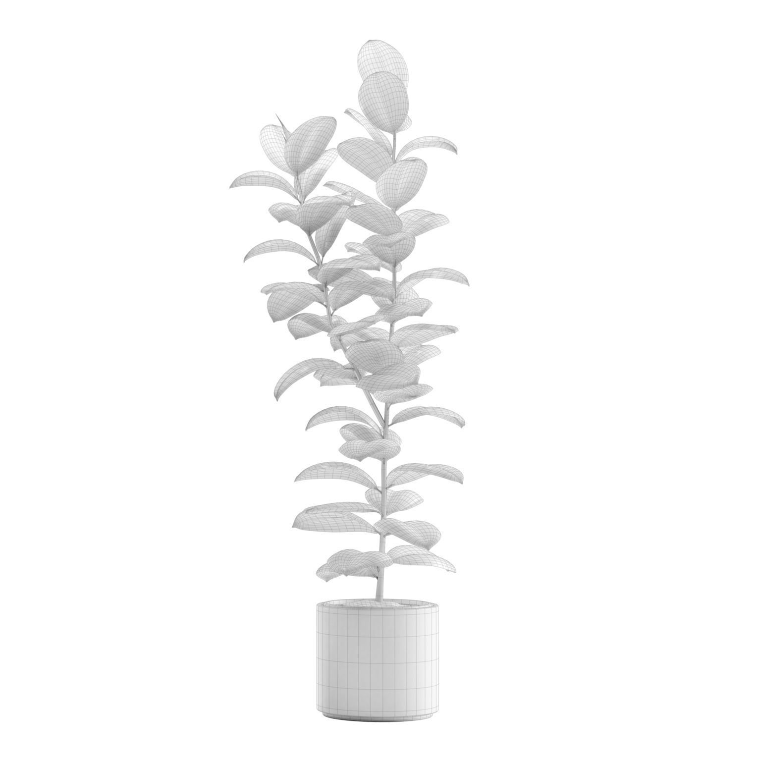 Ficus Elastica Burgundy - Rubber Tree 3D model_8