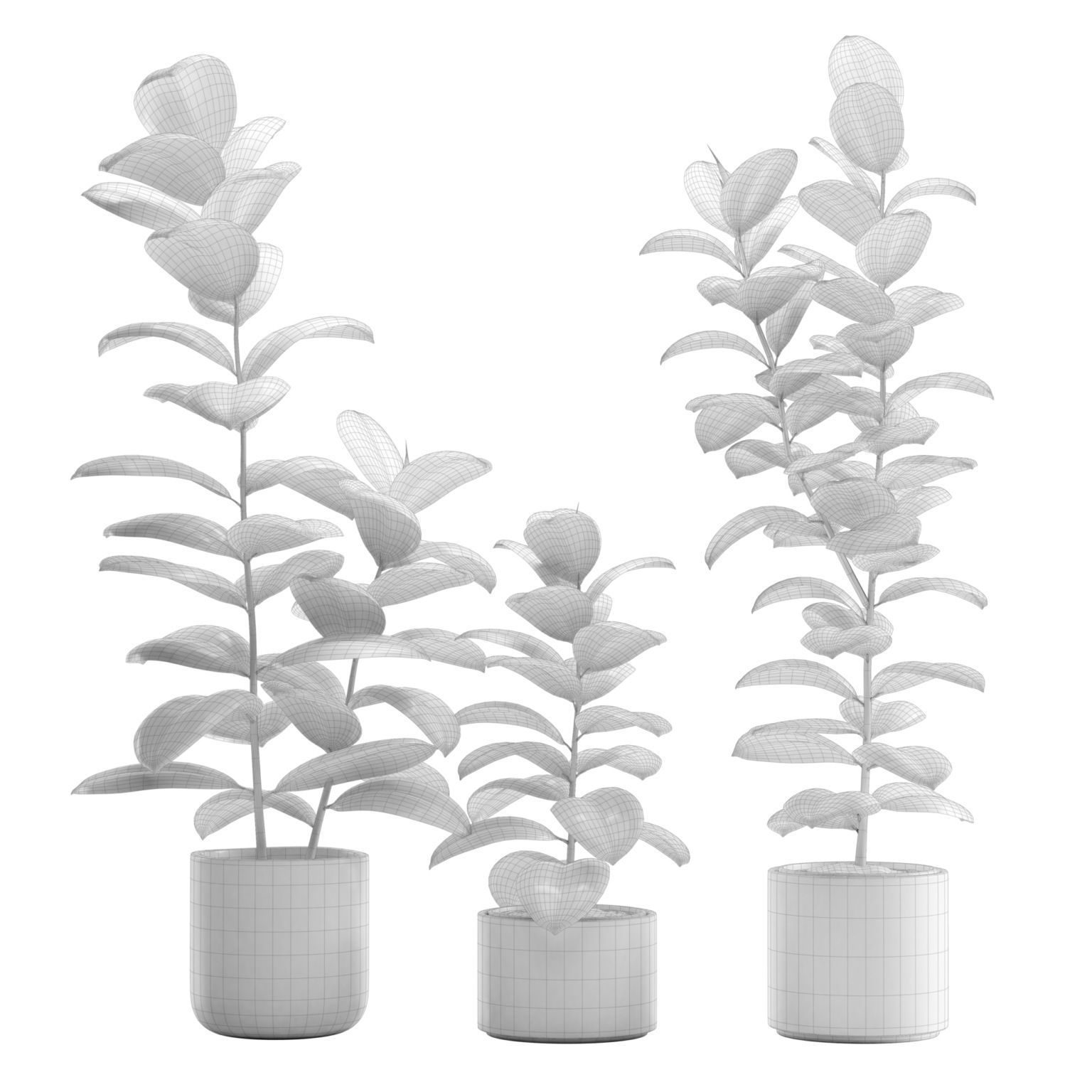 Ficus Elastica Burgundy - Rubber Tree 3D model_2