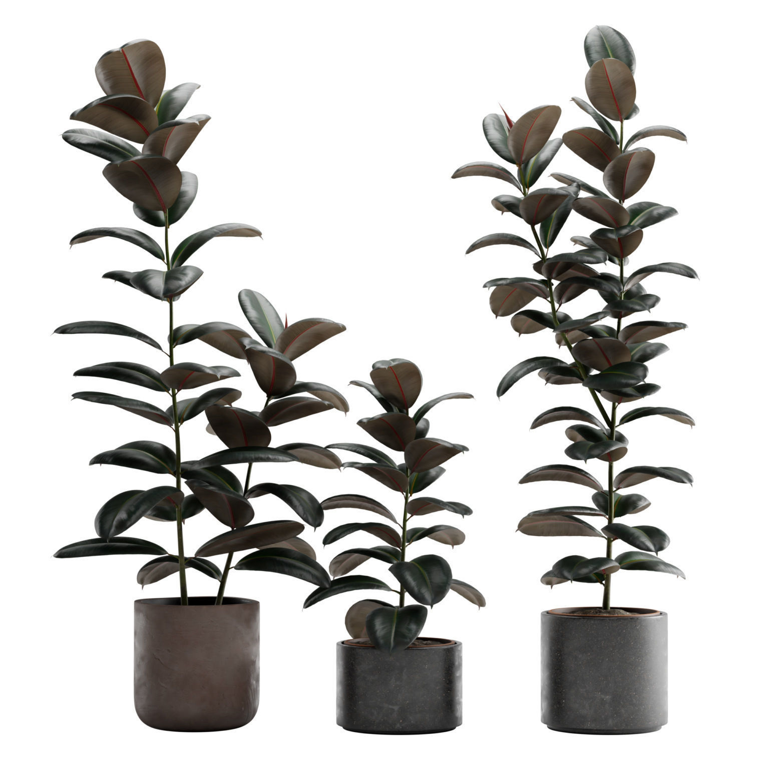 Ficus Elastica Burgundy - Rubber Tree 3D model_1