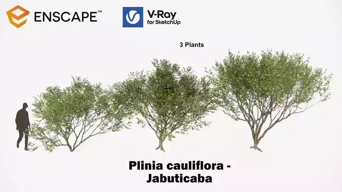Plinia cauliflora 3D model