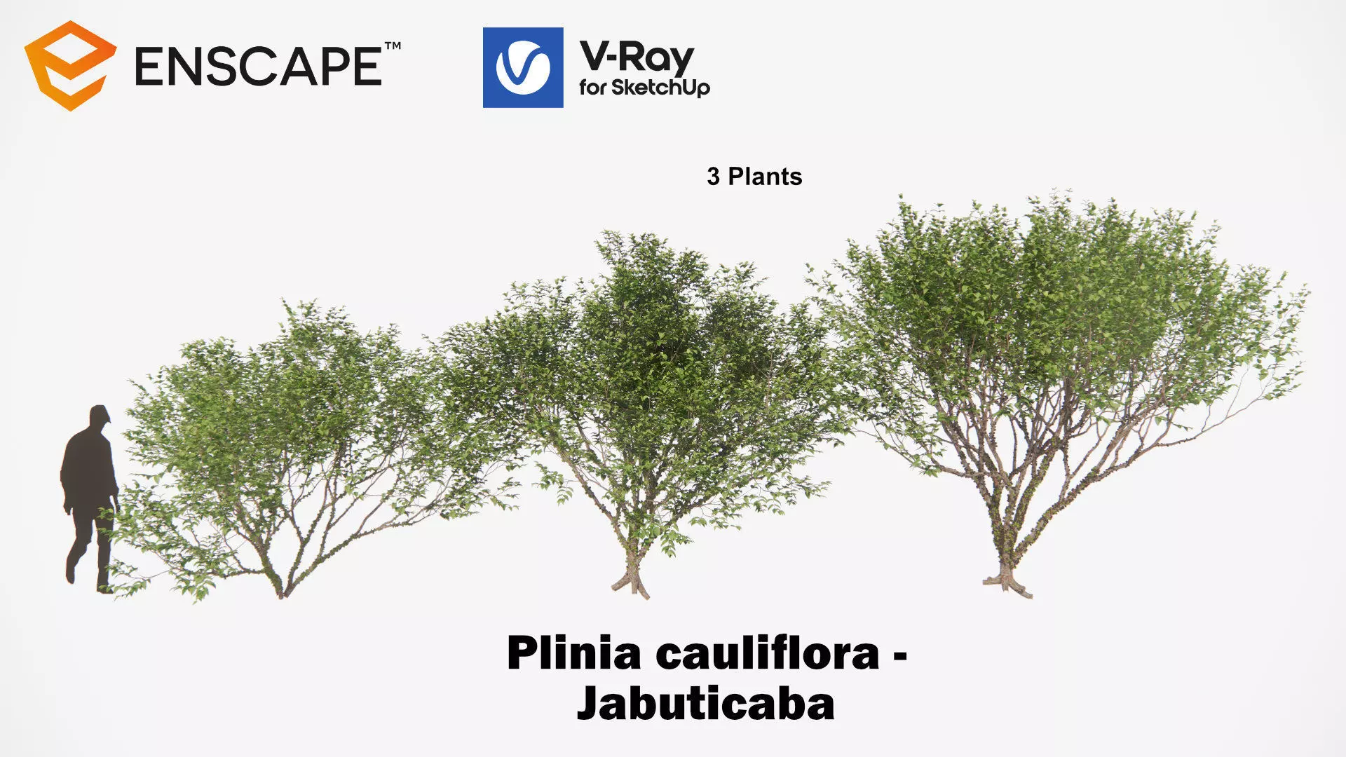 Plinia cauliflora 3D model_0