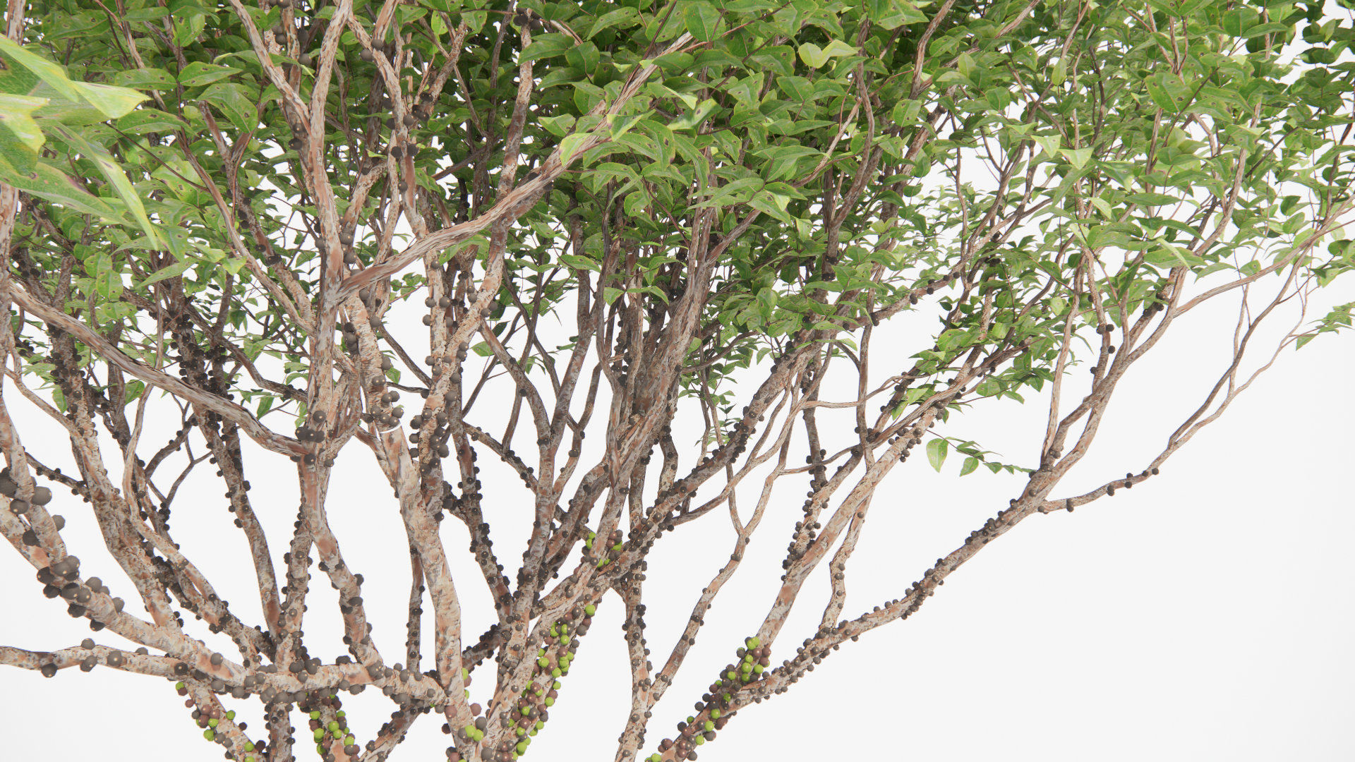 Plinia cauliflora 3D model_2
