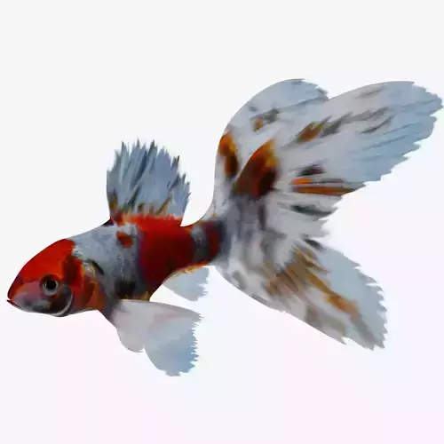 Sarasa Comet goldfish Low-poly 3D model