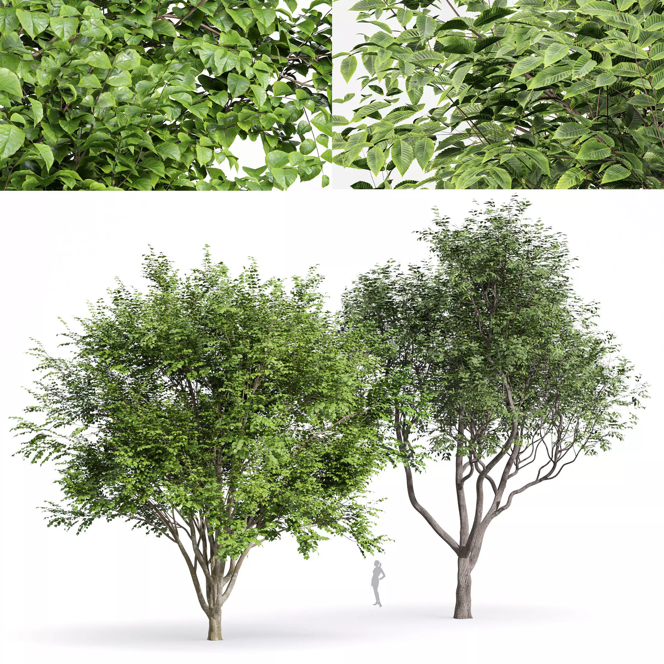 beautiful trees Sweet chestnut and European Beech 3D model_0
