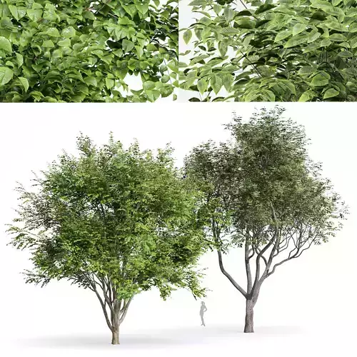 beautiful trees Sweet chestnut and European Beech 3D model