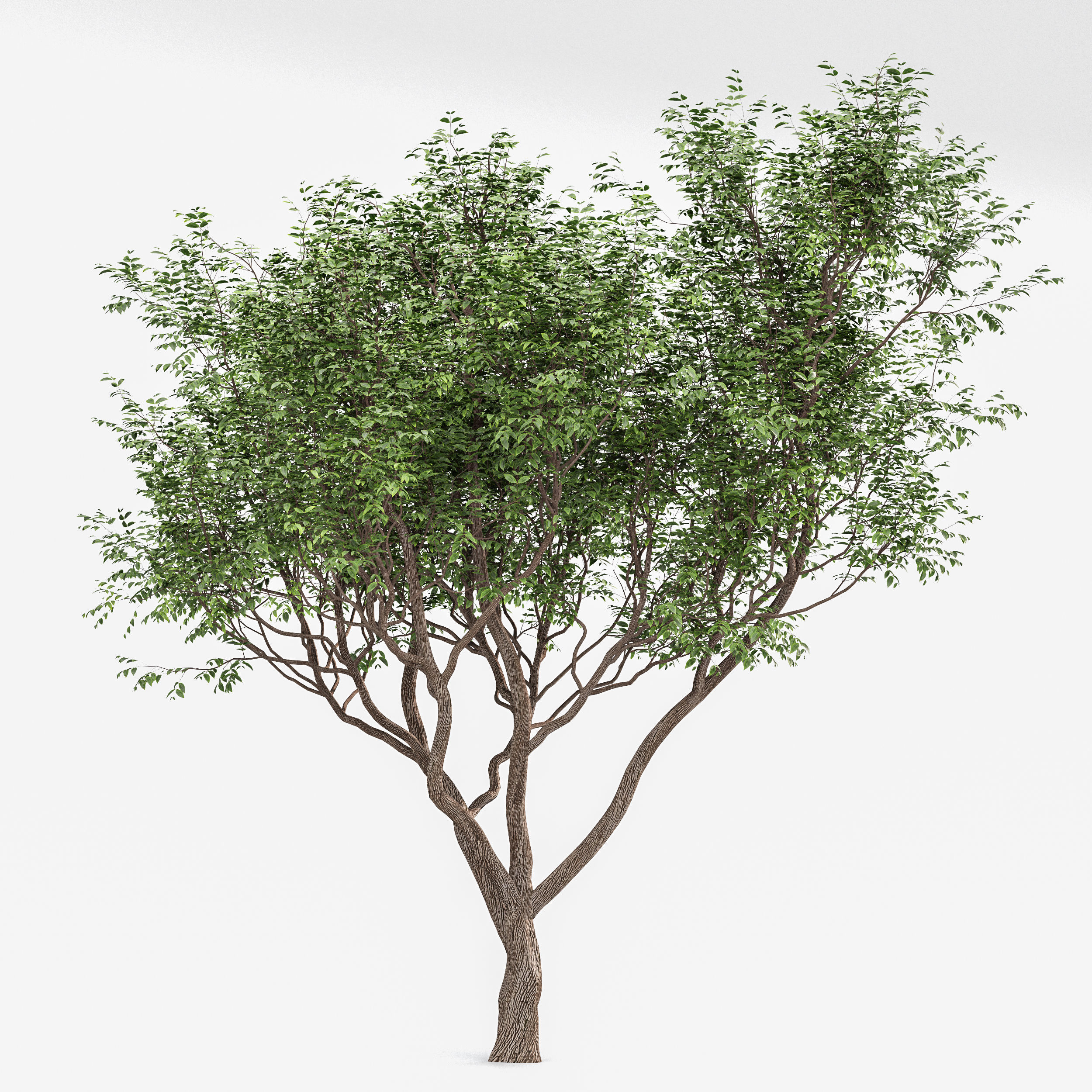 beautiful trees Sweet chestnut and European Beech 3D model_4