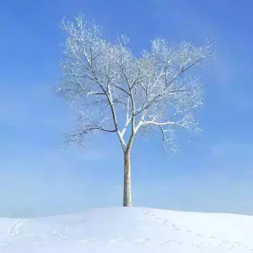 Tree Thats Bare