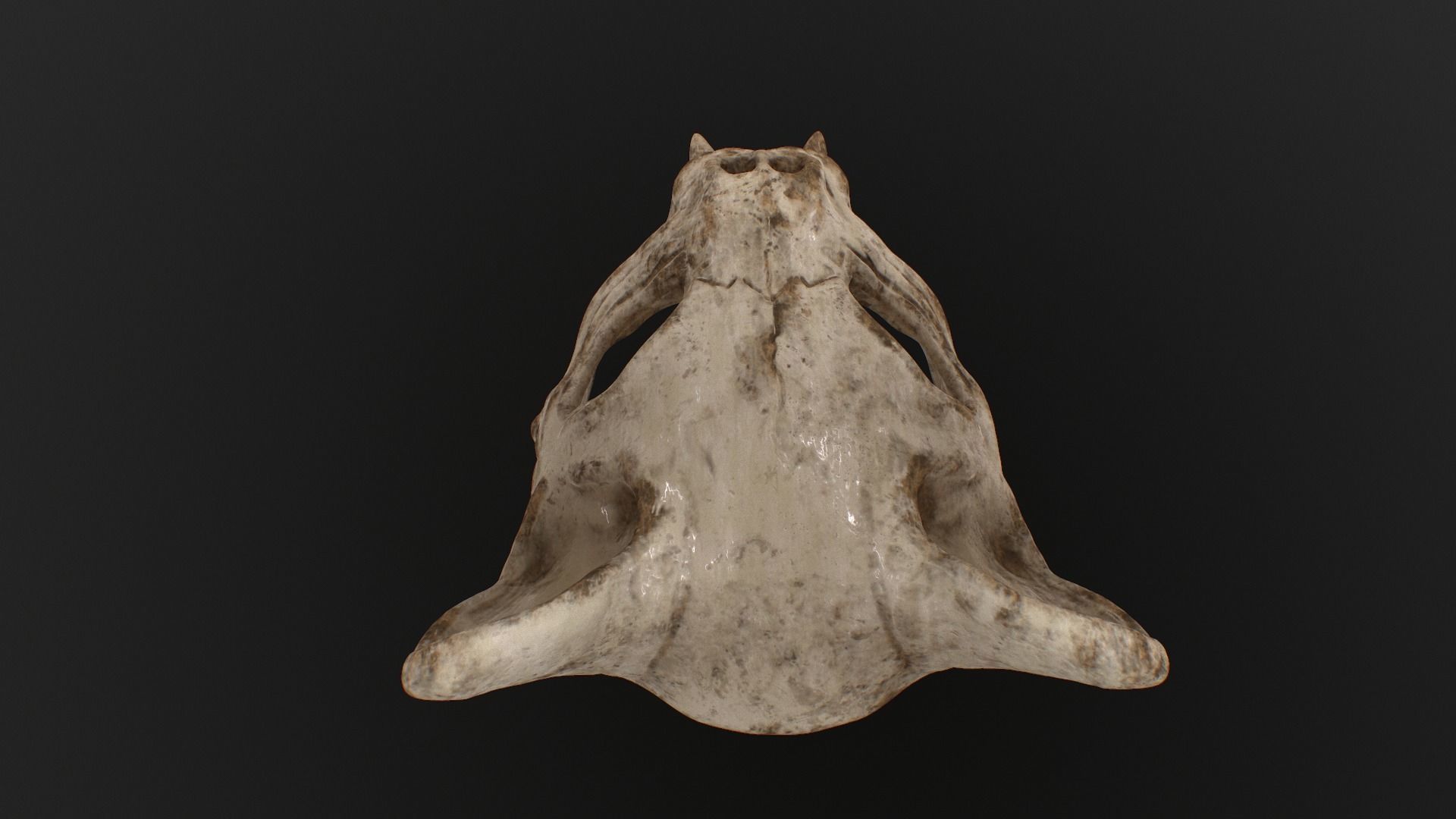 Cat Skull Mask Low-poly 3D model_11