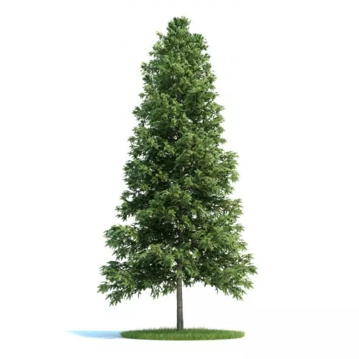Trees Picea Abies conifer 3D model_0