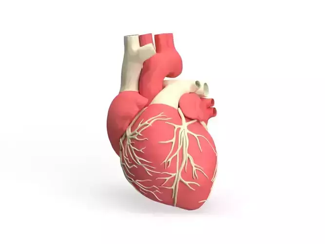 3D model of Human Heart 